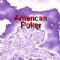 Dwonload American Poker Cell Phone Game