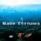 Download Baby Tortoise Cell Phone Game