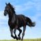 Download Horse Bakk Cell Phone Game