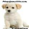 Dwonload Puppies Cell Phone Game