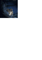 Download Cell Phone Screensavers