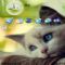 Download Cell Phone Theme